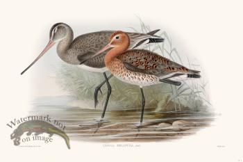 Gould Shore Bird 002